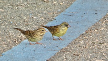 Fri, 1/26/2024 Birding report at 奈良市水上池