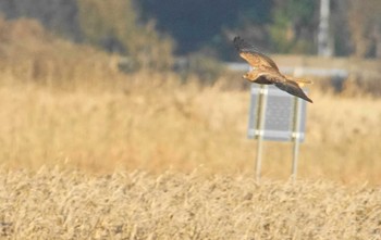 Eastern Marsh Harrier 涸沼 Tue, 1/9/2024