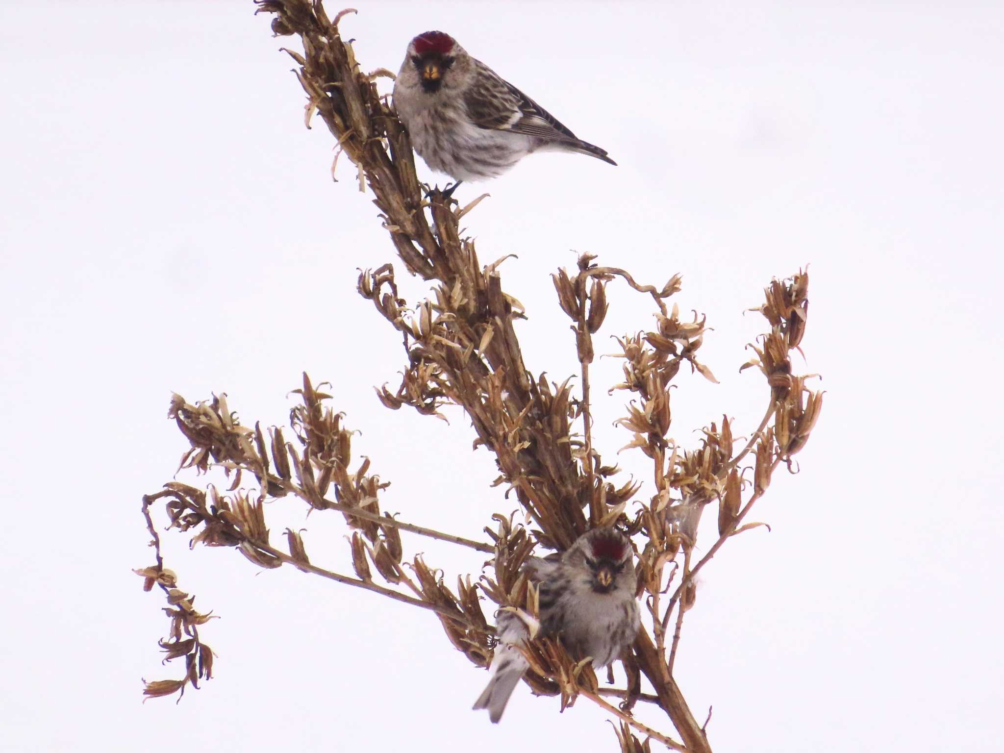 Photo of Common Redpoll at Makomanai Park by ゆ
