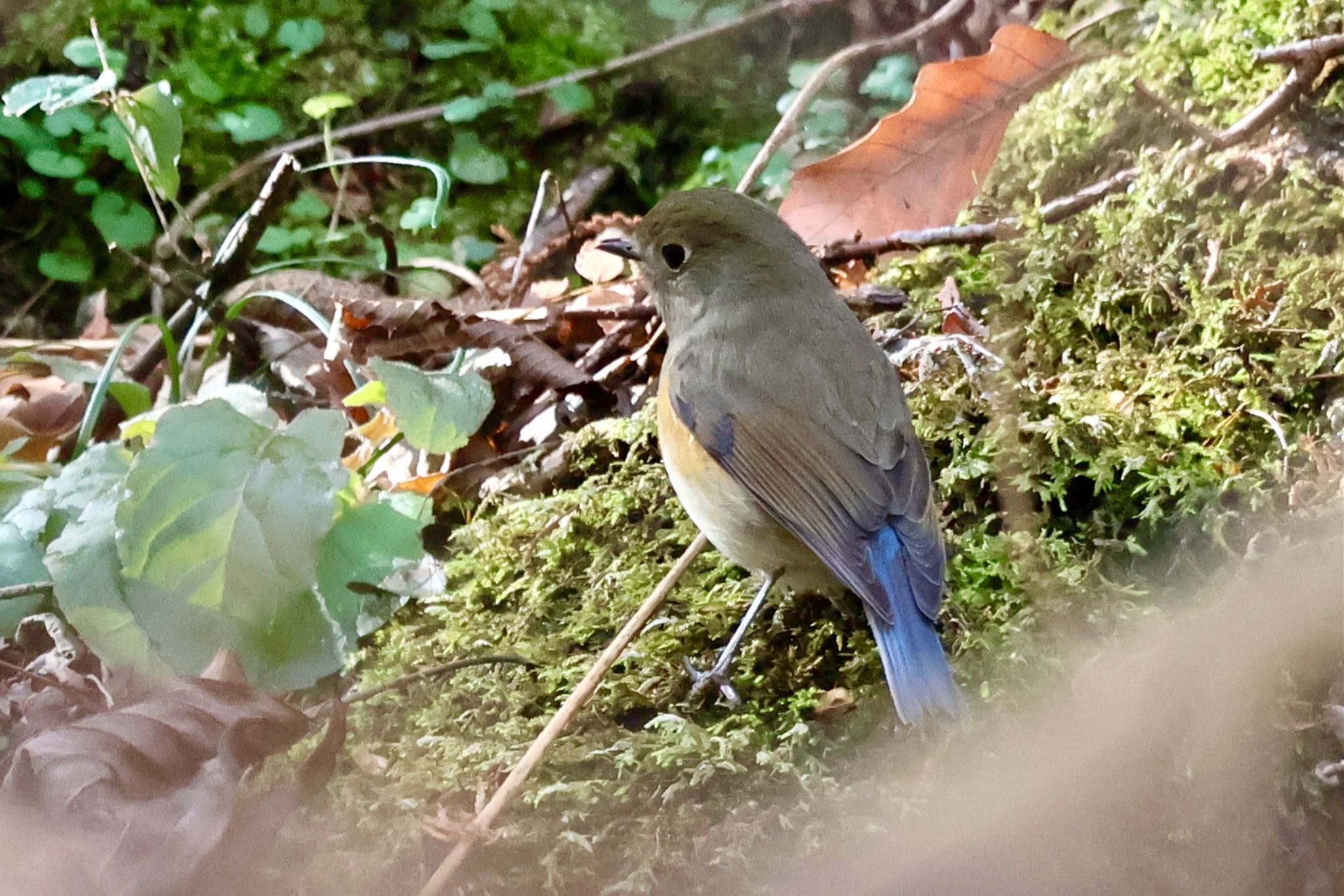 Red-flanked Bluetail