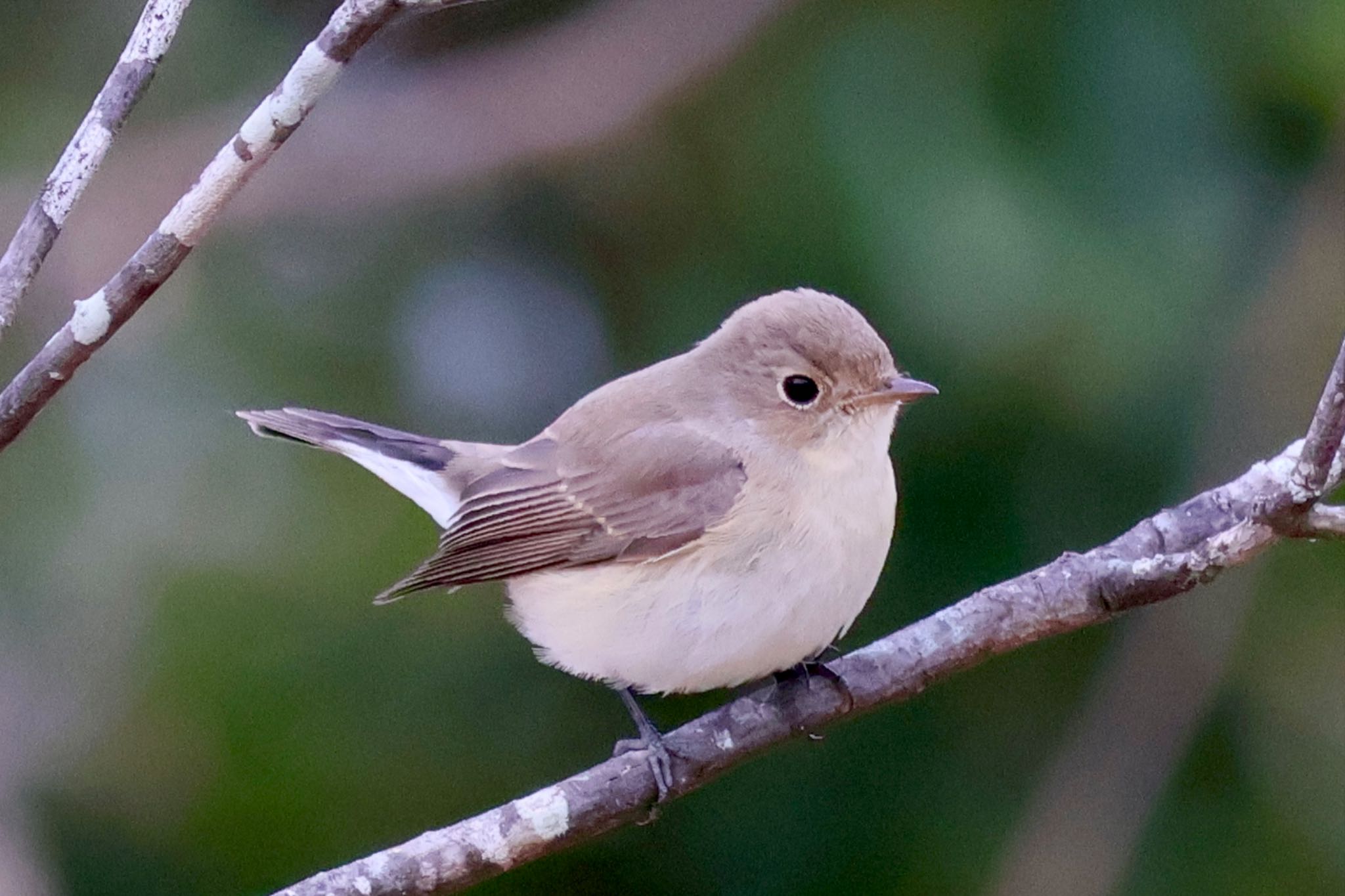 Red-breasted Flycatcher