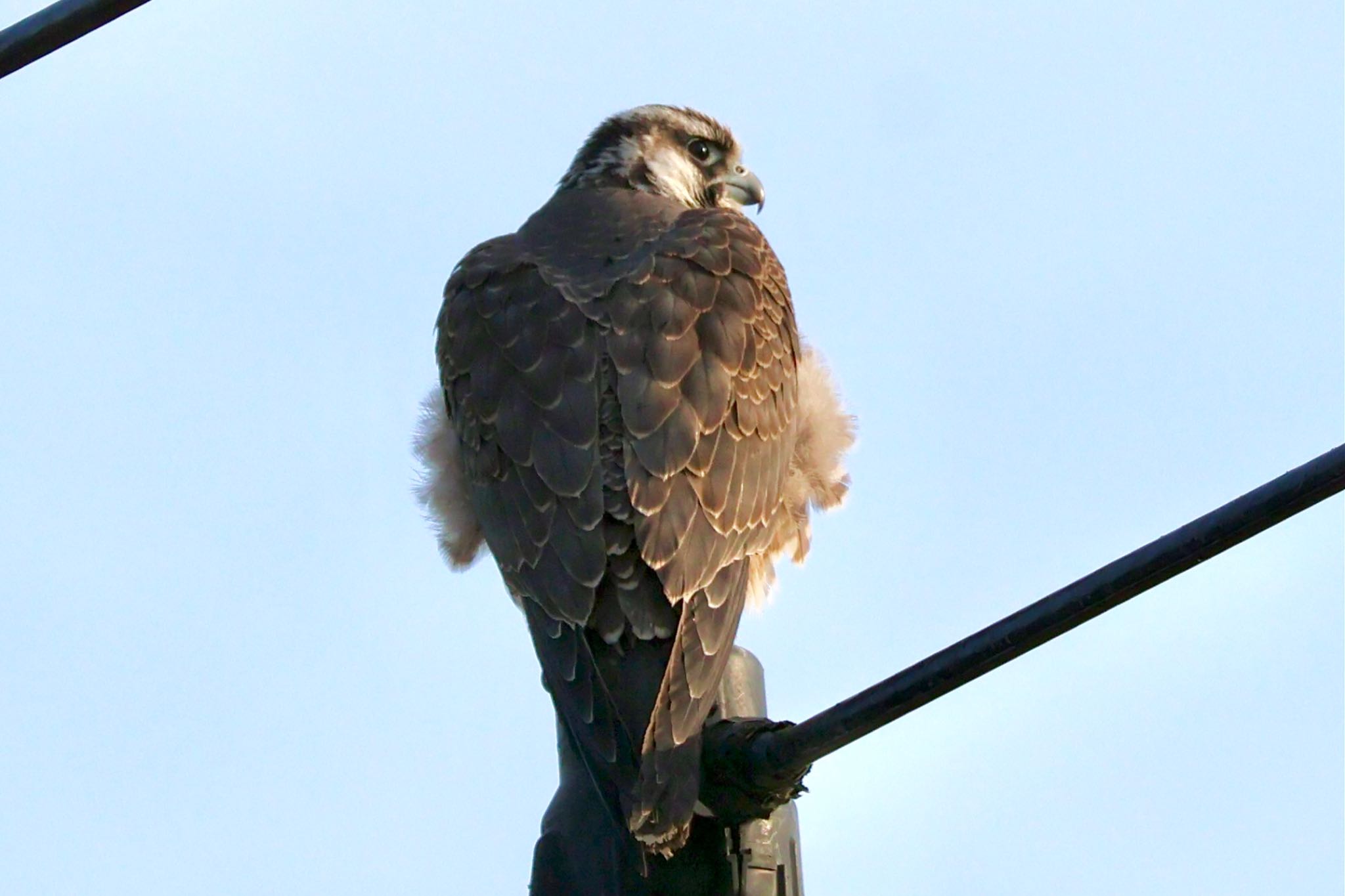 Peregrine Falcon(calidus)