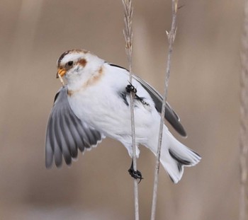 Snow Bunting Notsuke Peninsula Thu, 12/28/2023