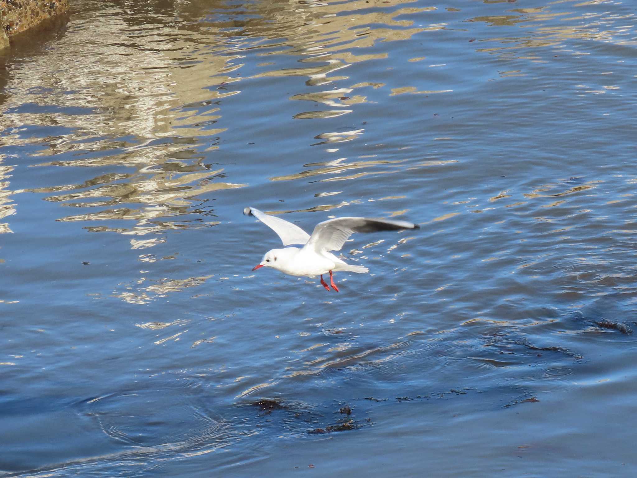 Black-headed Gull