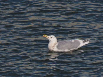 Glaucous-winged Gull 志津川湾 Tue, 1/23/2024