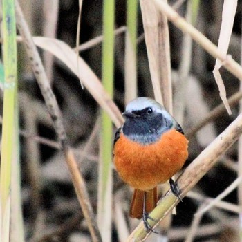 ジョウビタキ 東京港野鳥公園 2023年11月15日(水)