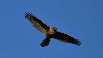 Eurasian Goshawk 磐田大池 Sun, 1/21/2024