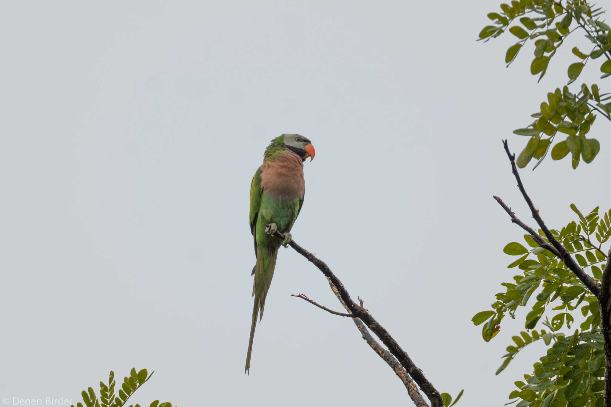 Photo of Red-breasted Parakeet at Pasir Ris Park (Singapore) by 田園Birder