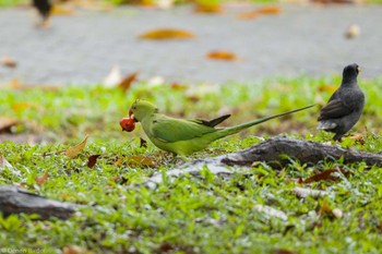 ホンセイインコ Pasir Ris Park (Singapore) 2024年1月20日(土)