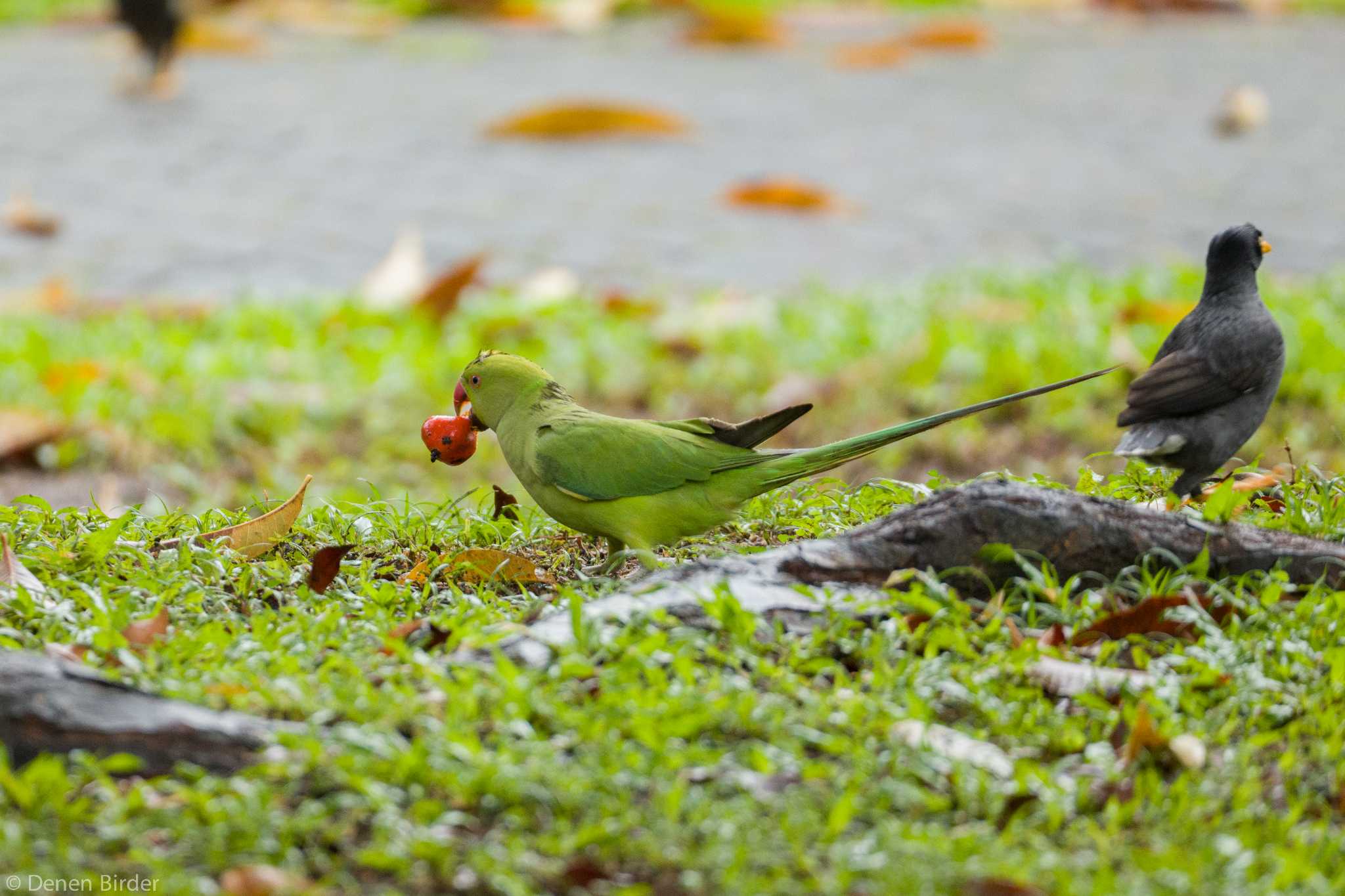 Photo of Rose-ringed Parakeet at Pasir Ris Park (Singapore) by 田園Birder