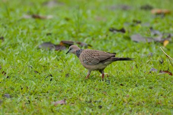 カノコバト Pasir Ris Park (Singapore) 2024年1月20日(土)