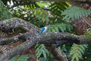 ナンヨウショウビン Pasir Ris Park (Singapore) 2024年1月20日(土)