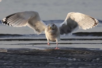 セグロカモメ ふなばし三番瀬海浜公園 2024年1月23日(火)