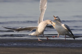 セグロカモメ ふなばし三番瀬海浜公園 2024年1月23日(火)