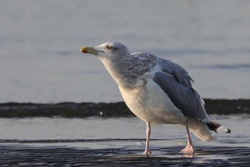 セグロカモメ ふなばし三番瀬海浜公園 2024年1月23日(火)