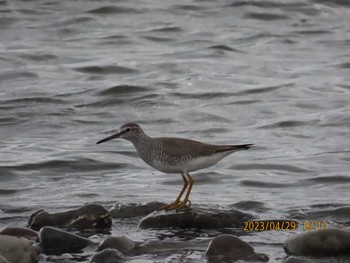 Grey-tailed Tattler 安倍川河口 Sat, 4/29/2023