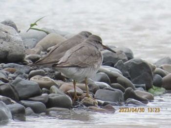 Grey-tailed Tattler 安倍川河口 Sun, 4/30/2023