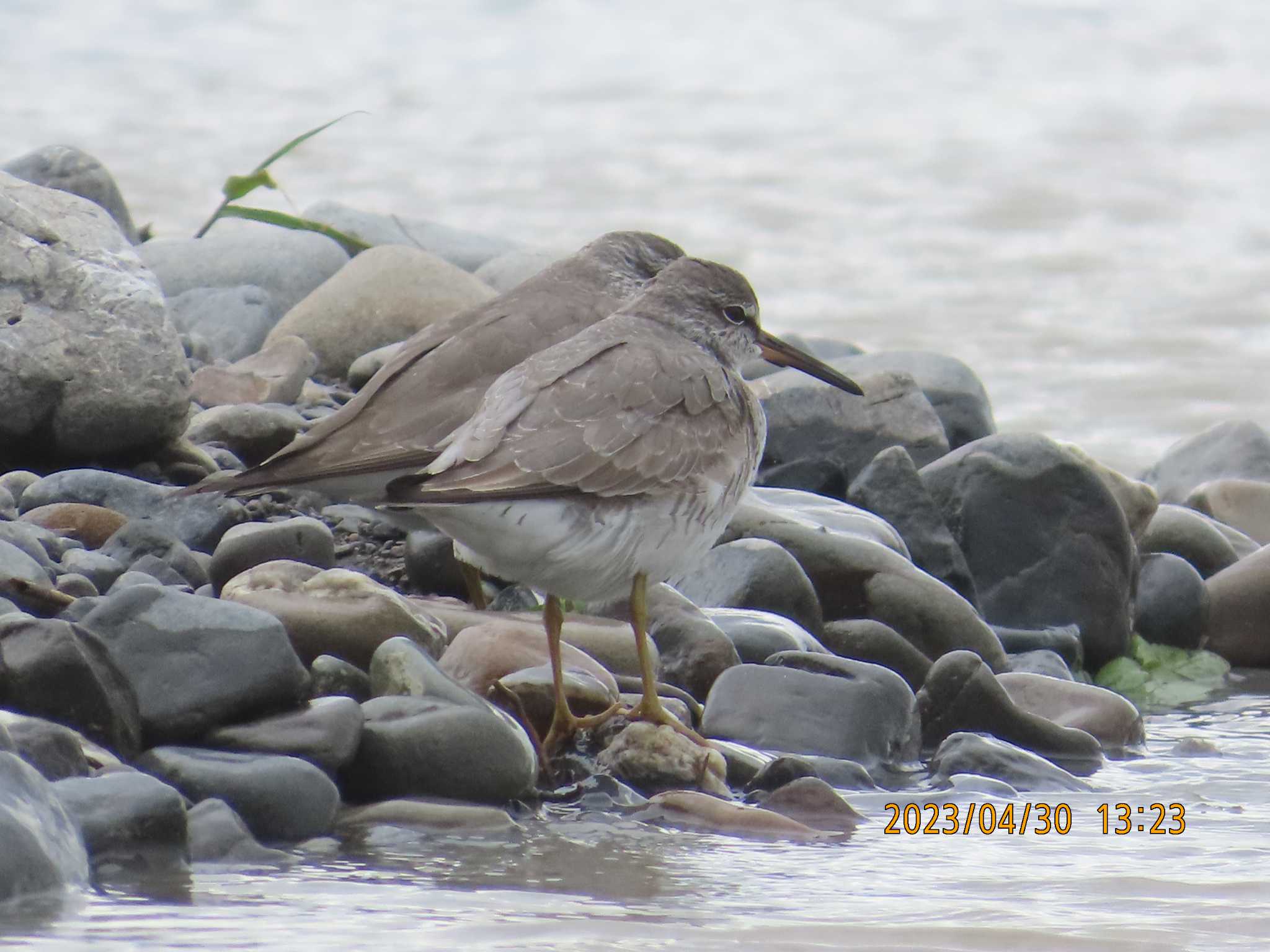 Photo of Grey-tailed Tattler at 安倍川河口 by 生き物好きのY