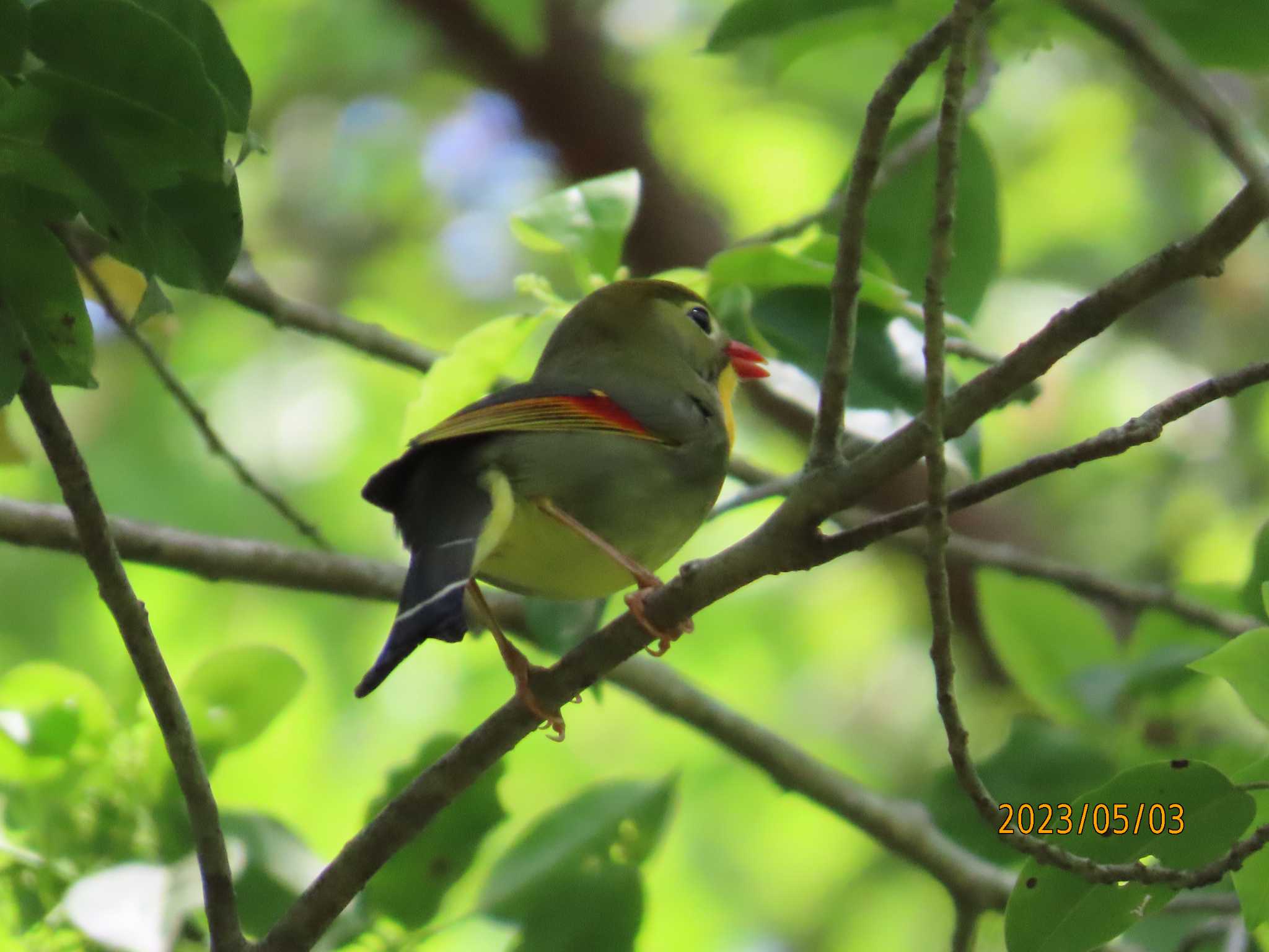 静岡県立森林公園 ソウシチョウの写真 by 生き物好きのY