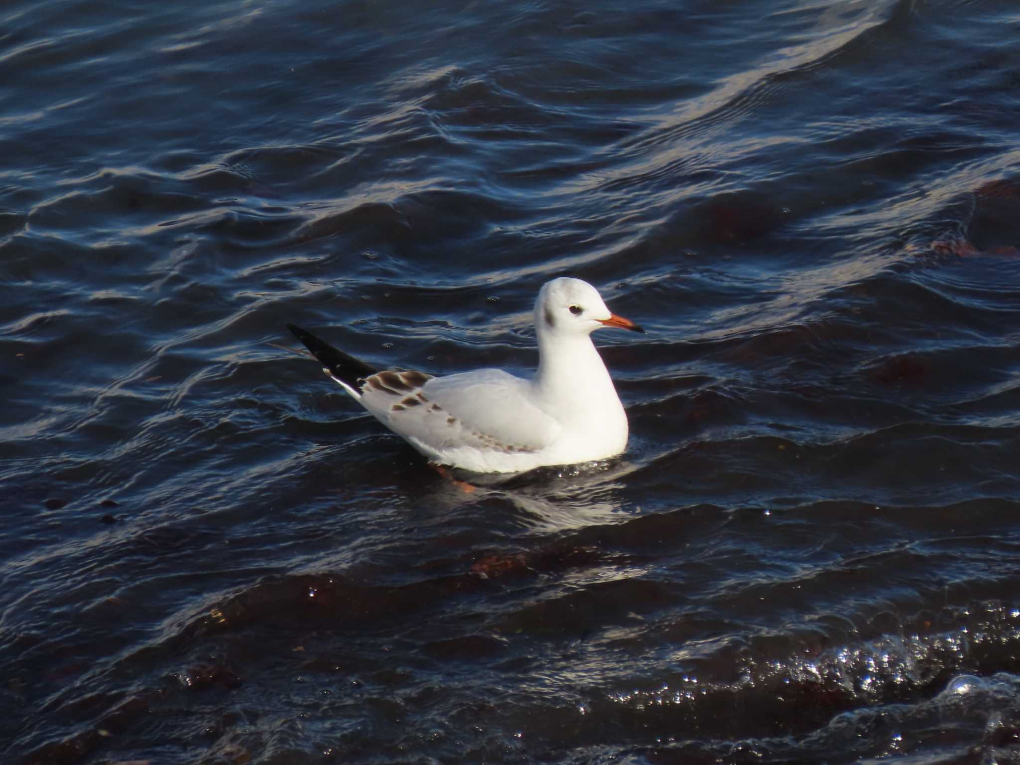 Black-headed Gull