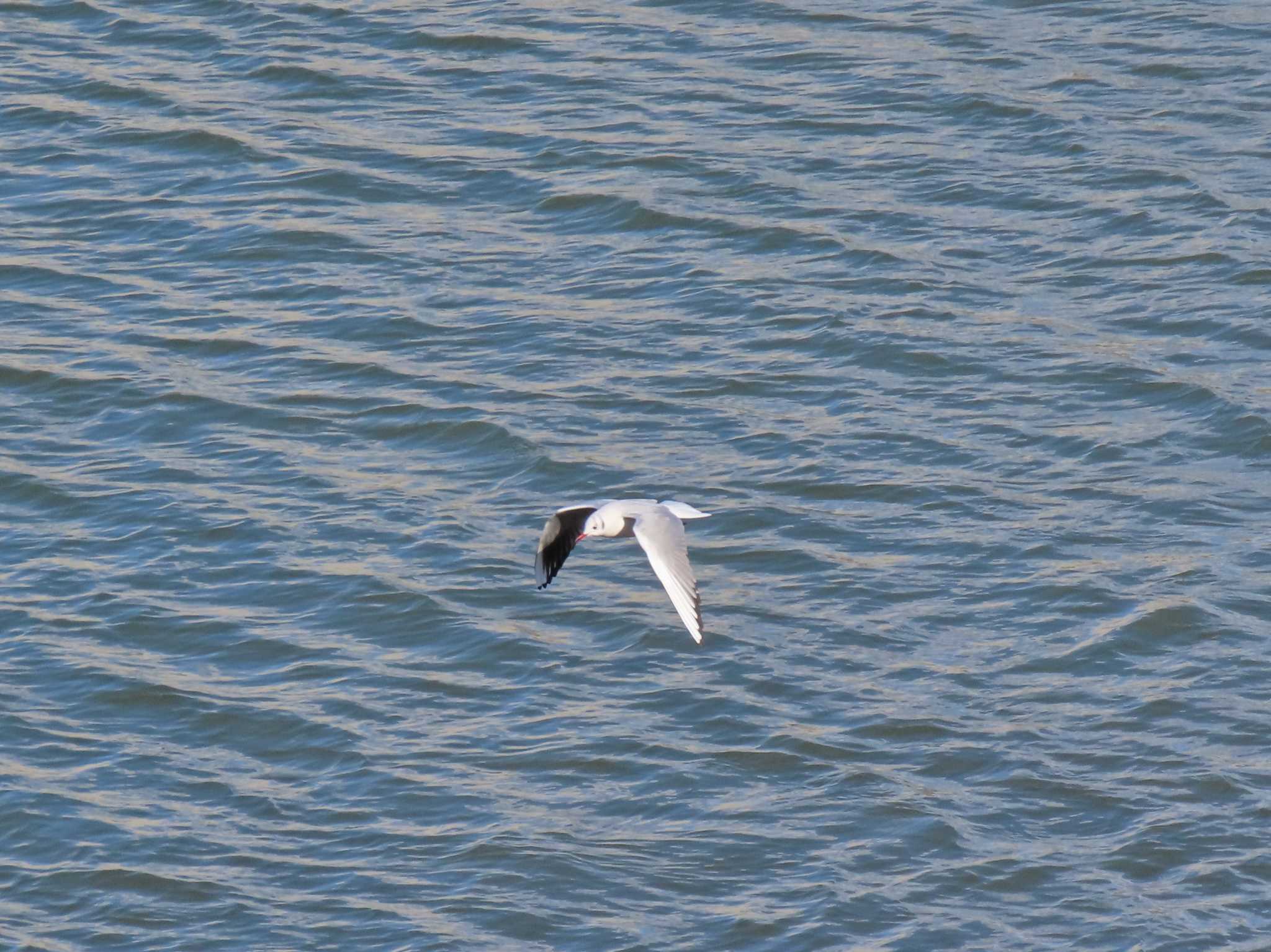 Black-headed Gull