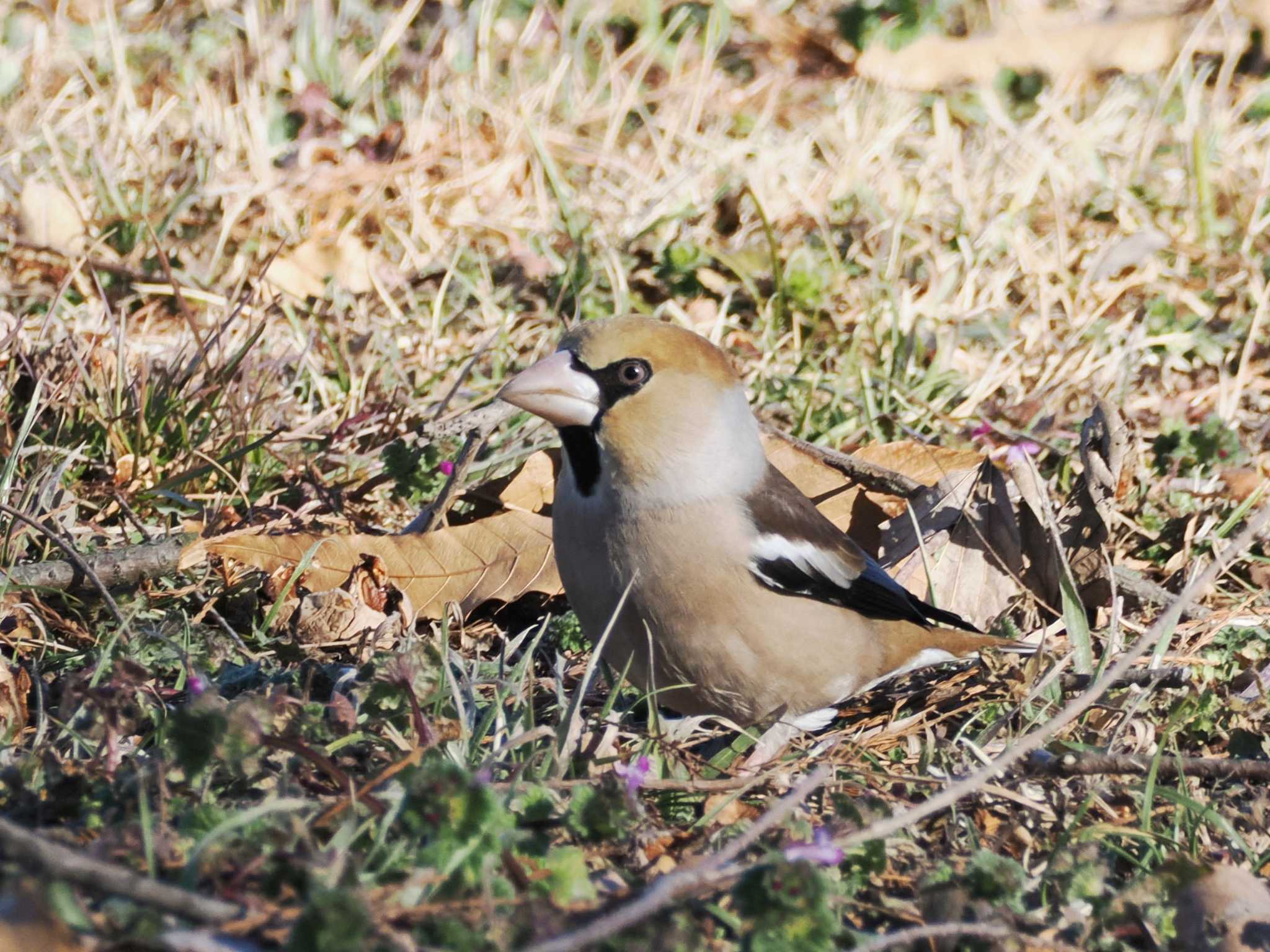 Photo of Hawfinch at Watarase Yusuichi (Wetland) by ぴろり