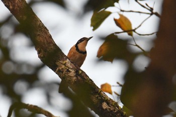 Greater Necklaced Laughingthrush Doi Pha Hom Pok National Park Thu, 2/23/2023