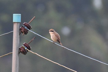 Brown Shrike Doi Pha Hom Pok National Park Thu, 2/23/2023