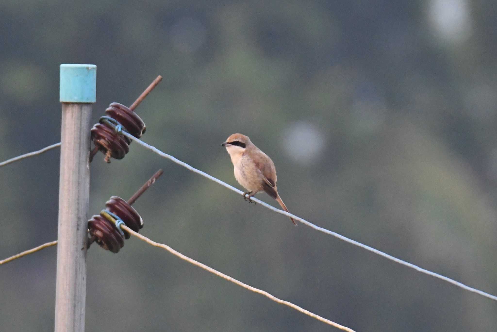 Photo of Brown Shrike at Doi Pha Hom Pok National Park by あひる