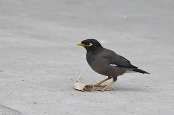 Common Myna Doi Pha Hom Pok National Park Thu, 2/23/2023