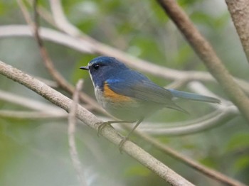 Red-flanked Bluetail 摩耶山 Sat, 1/27/2024