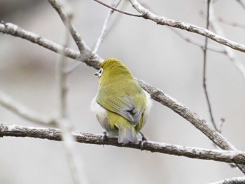 Warbling White-eye 摩耶山 Sat, 1/27/2024