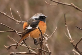 Daurian Redstart 甲山森林公園 Sat, 1/27/2024