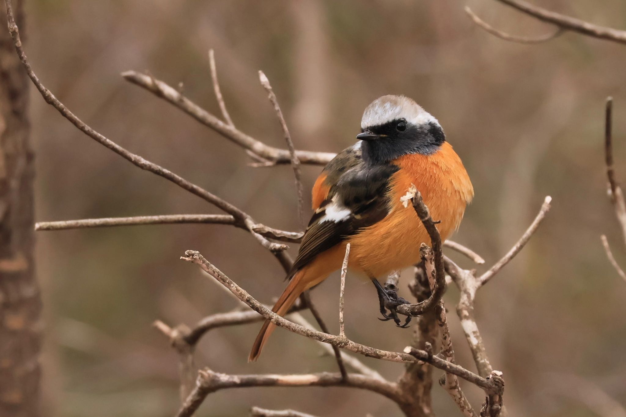 Photo of Daurian Redstart at 甲山森林公園 by ぼよ