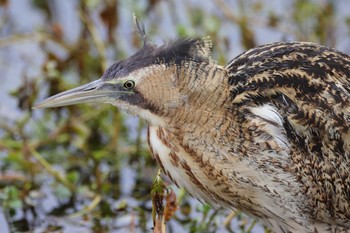 Eurasian Bittern Unknown Spots Unknown Date