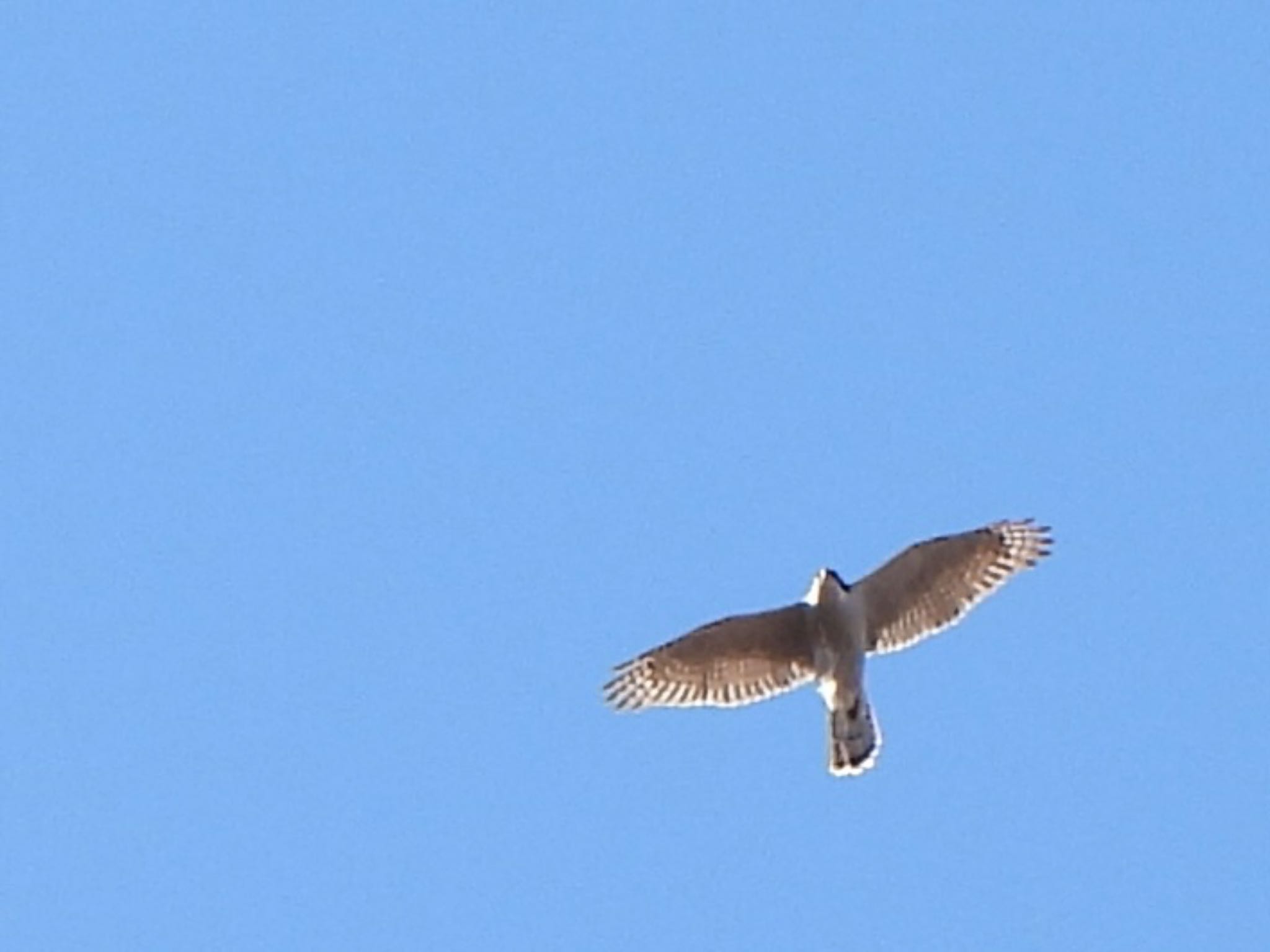 Common Kestrel