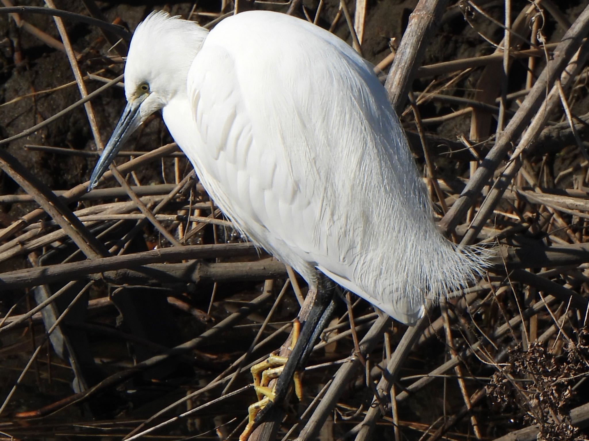 Little Egret