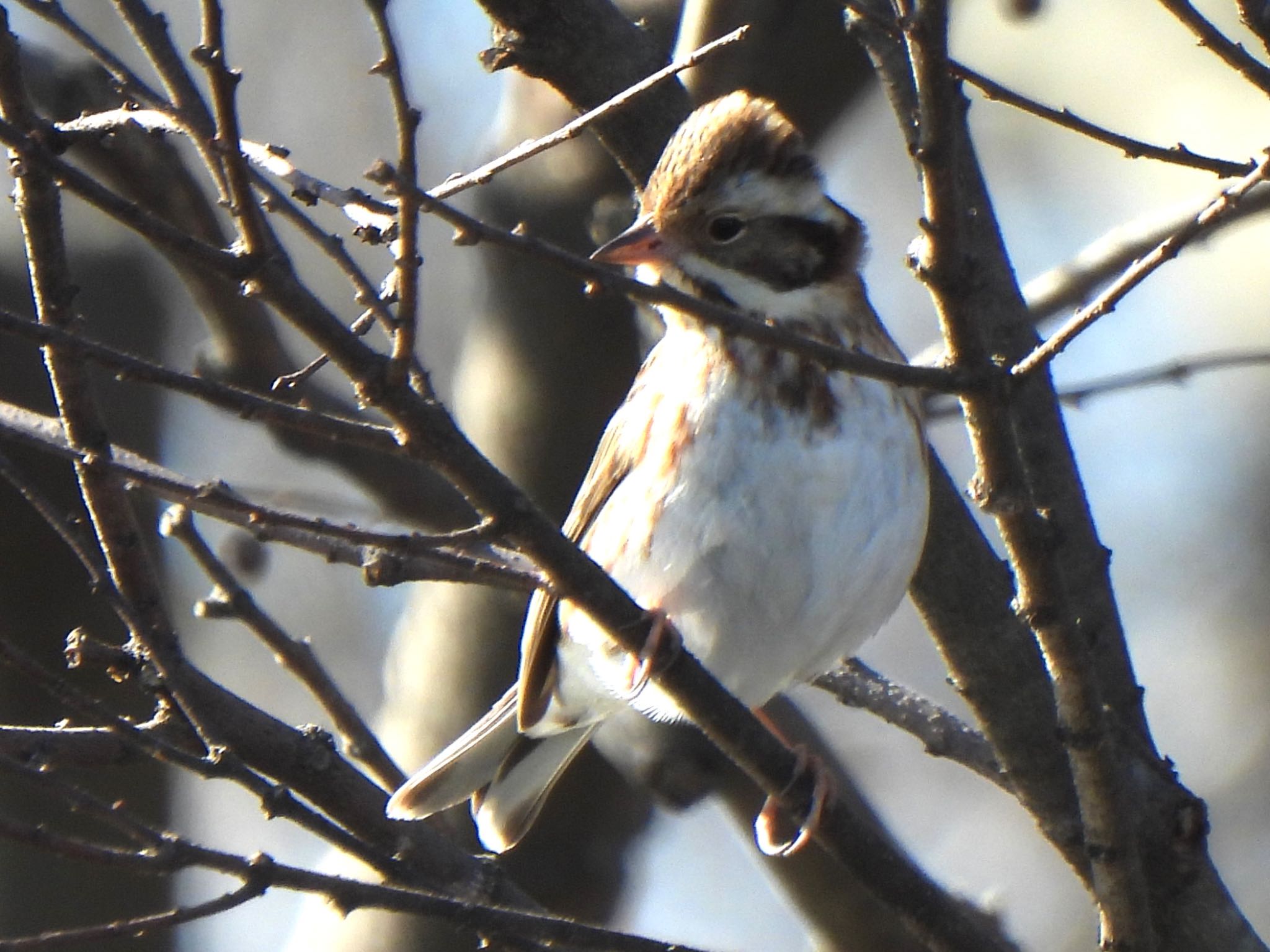 Rustic Bunting