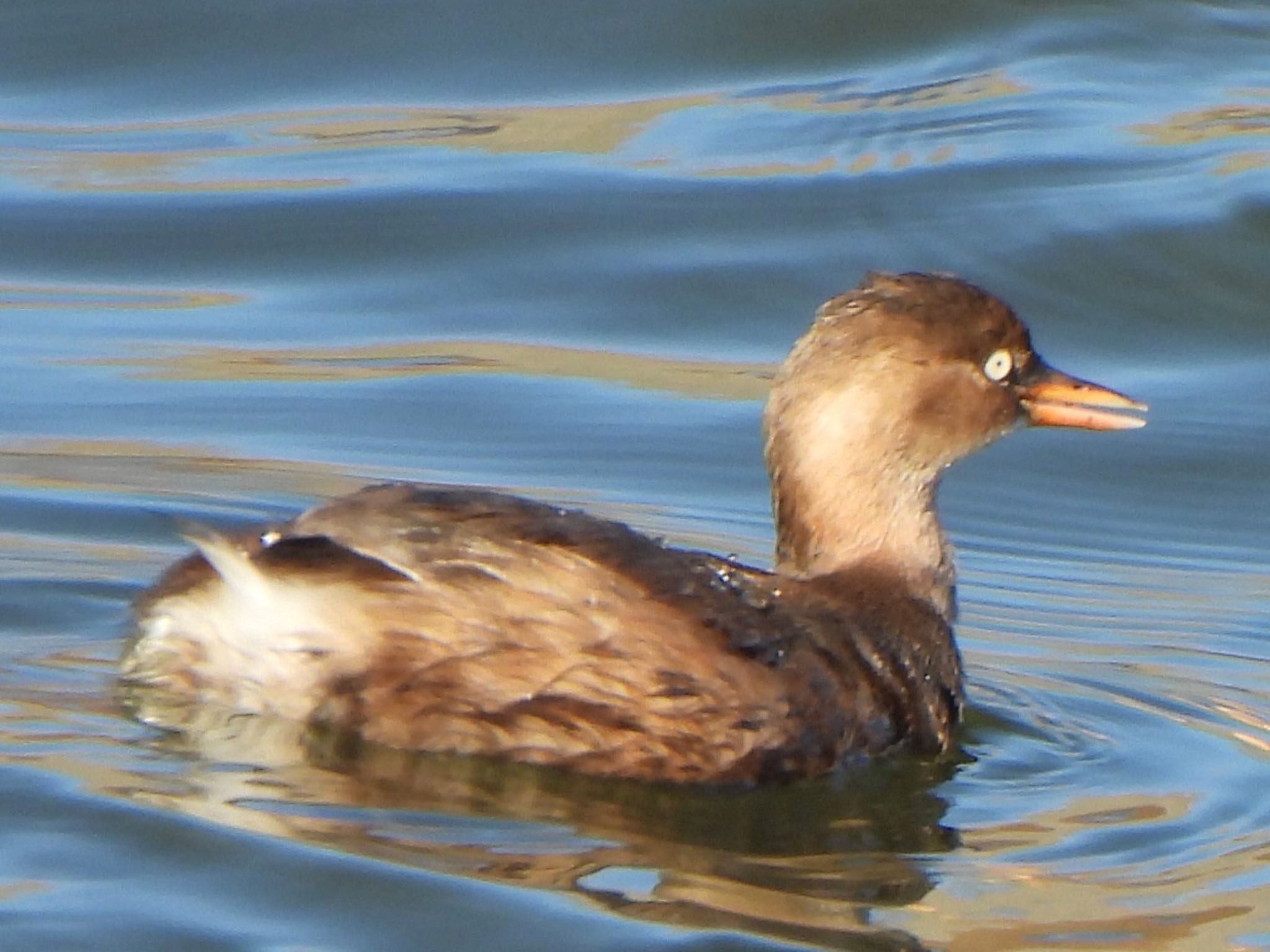 Little Grebe