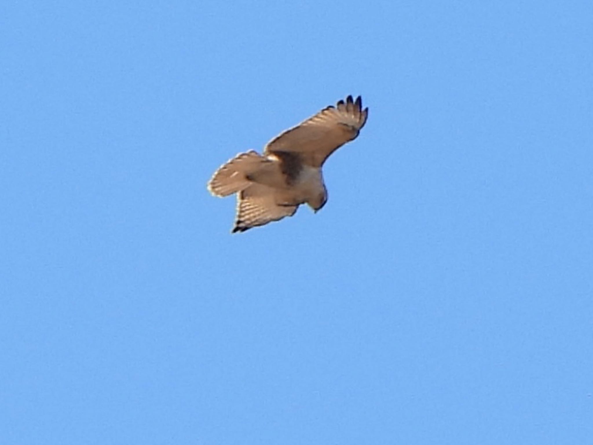 Eastern Buzzard