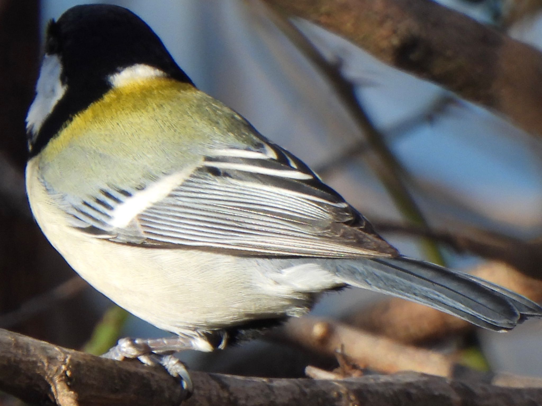 Japanese Tit