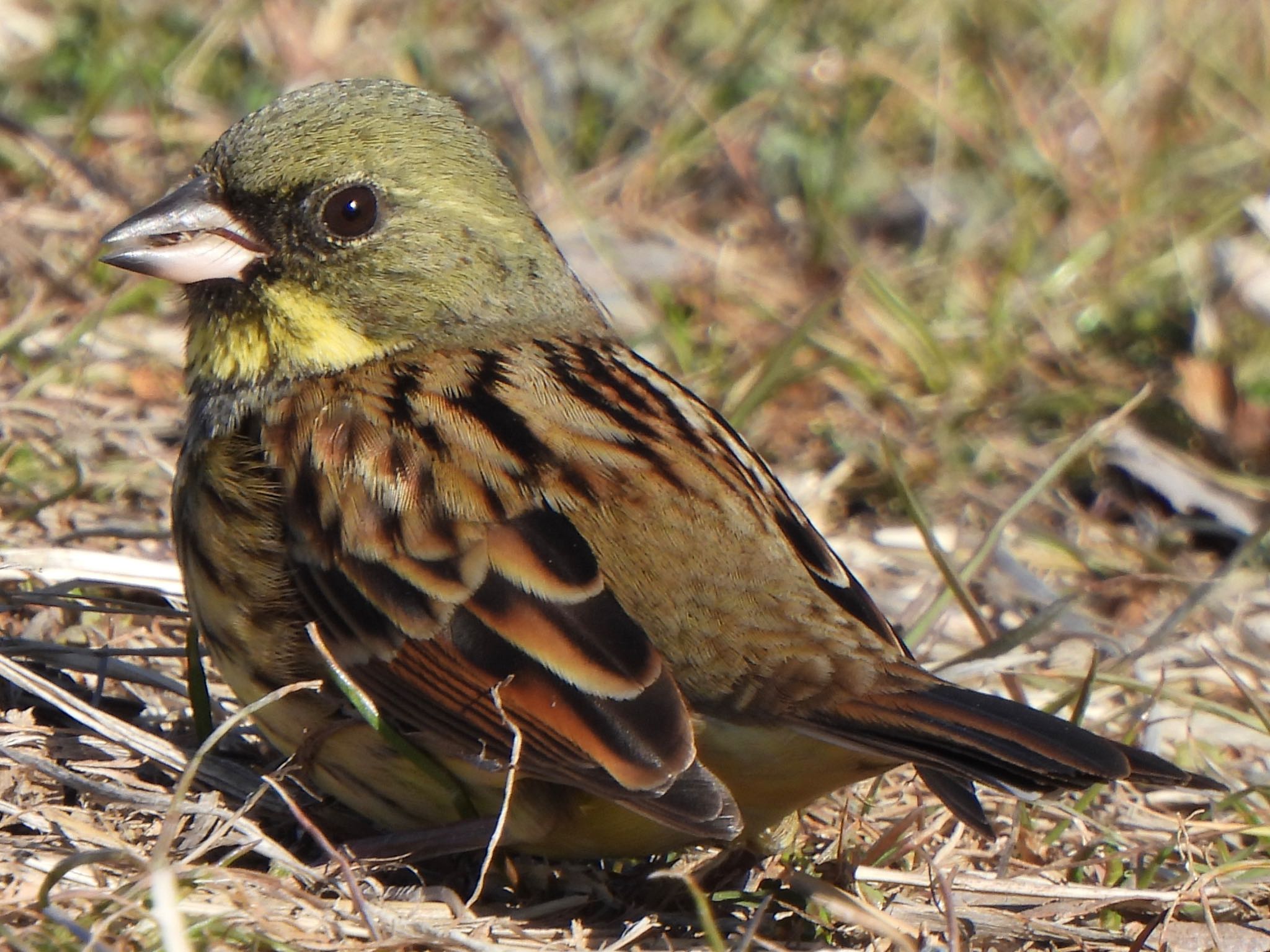 Masked Bunting