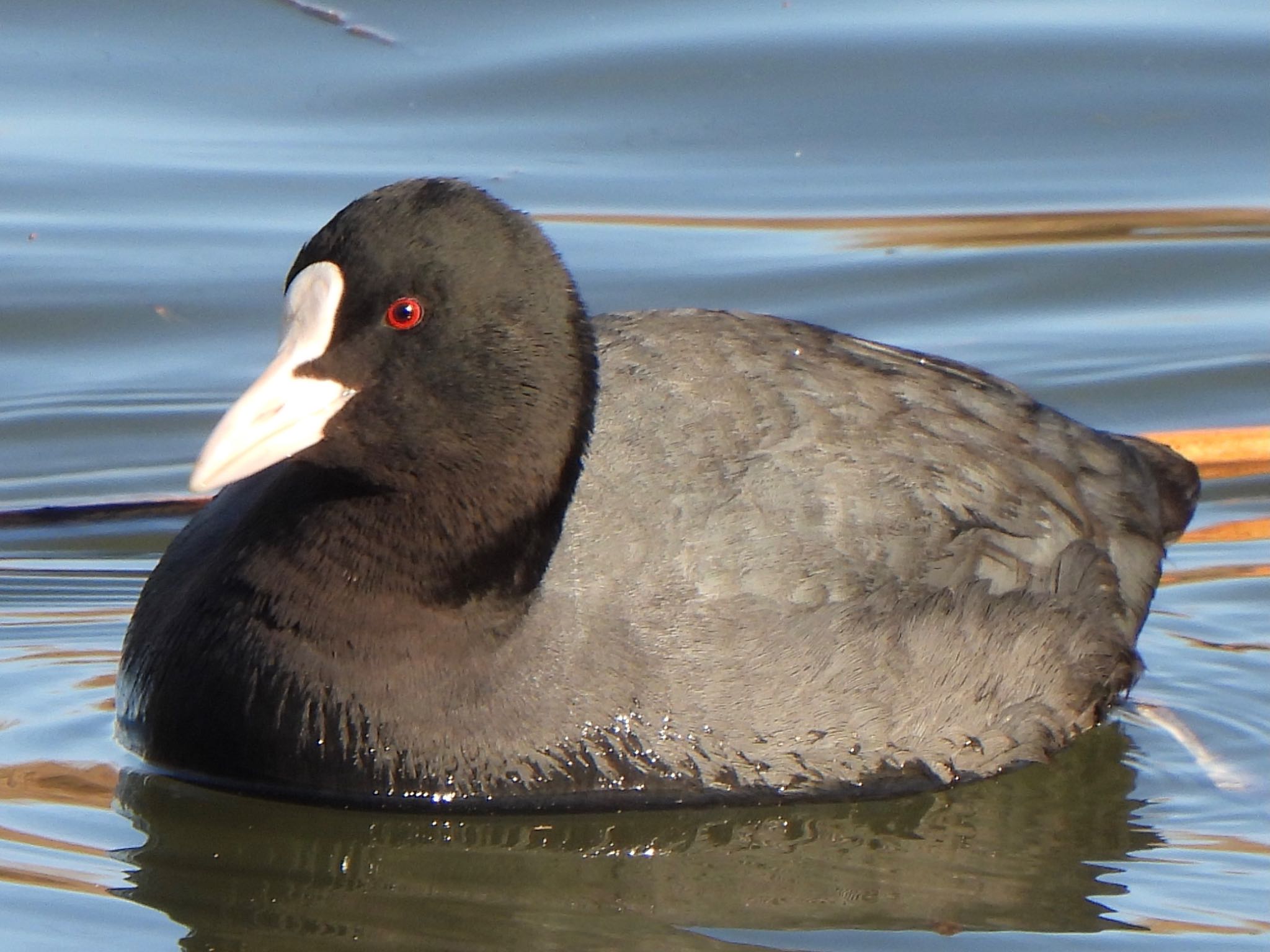 Photo of Eurasian Coot at 芝川第一調節池(芝川貯水池) by ツピ太郎