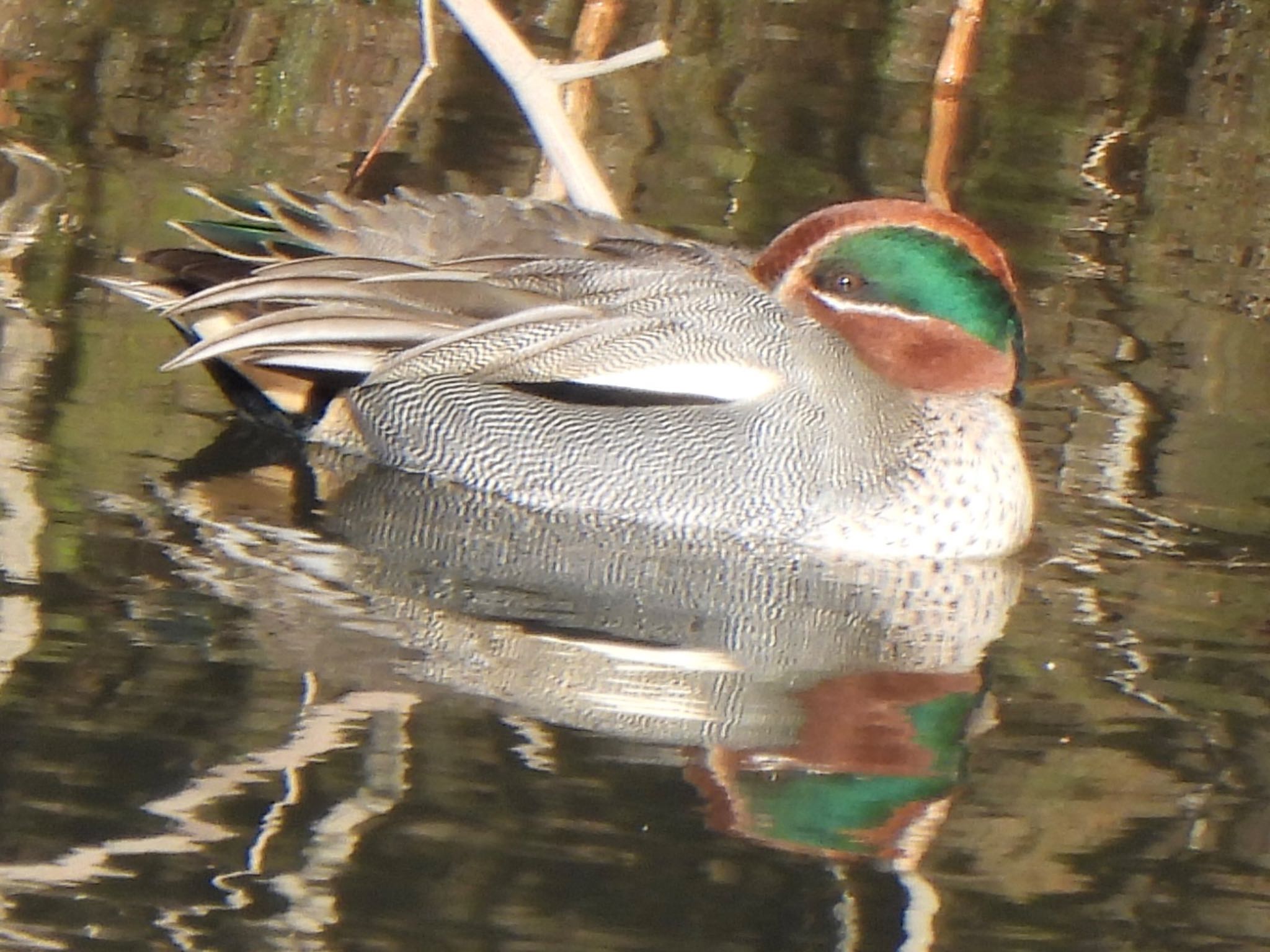 Photo of Eurasian Teal at 芝川第一調節池(芝川貯水池) by ツピ太郎