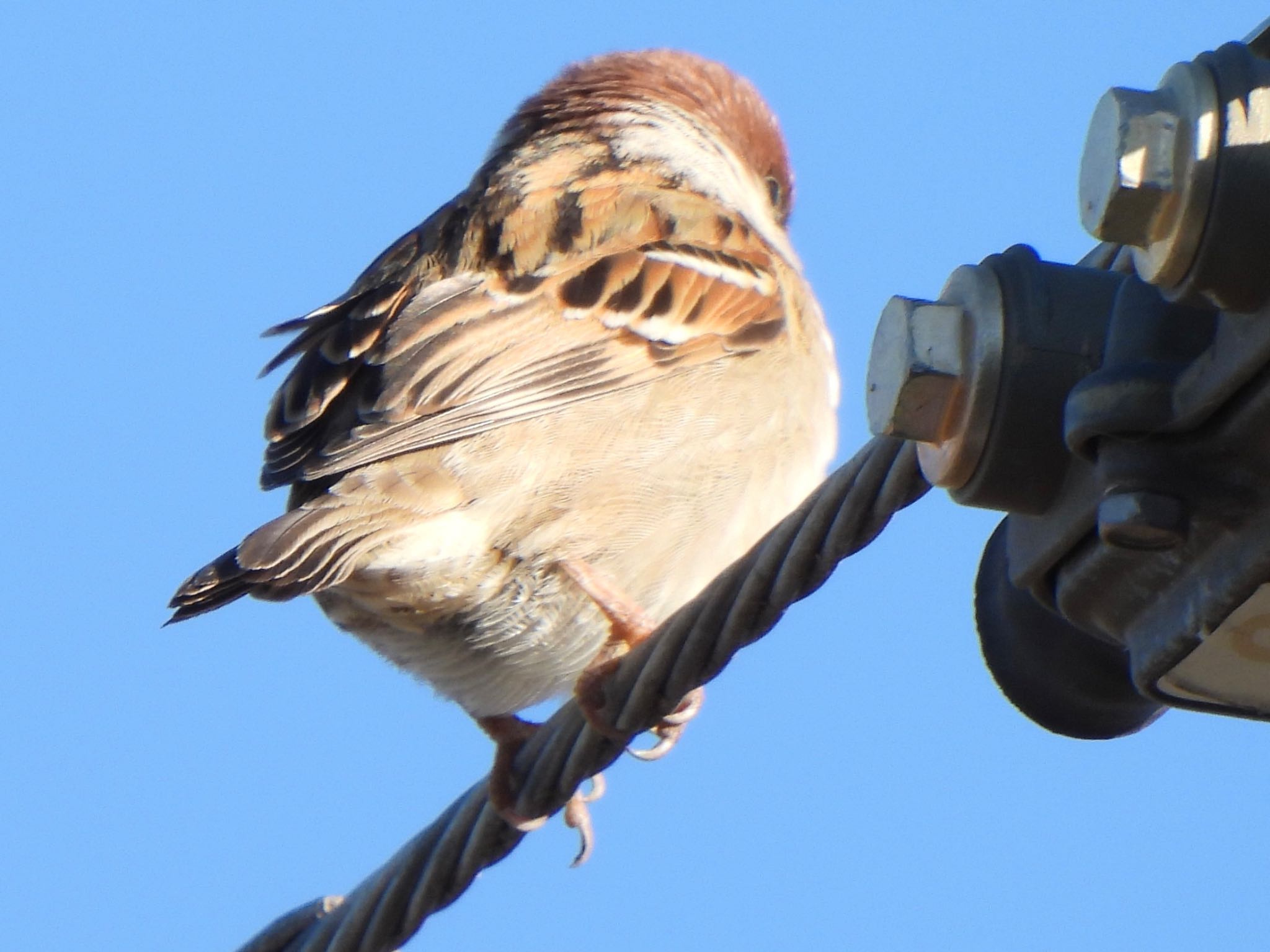 Eurasian Tree Sparrow