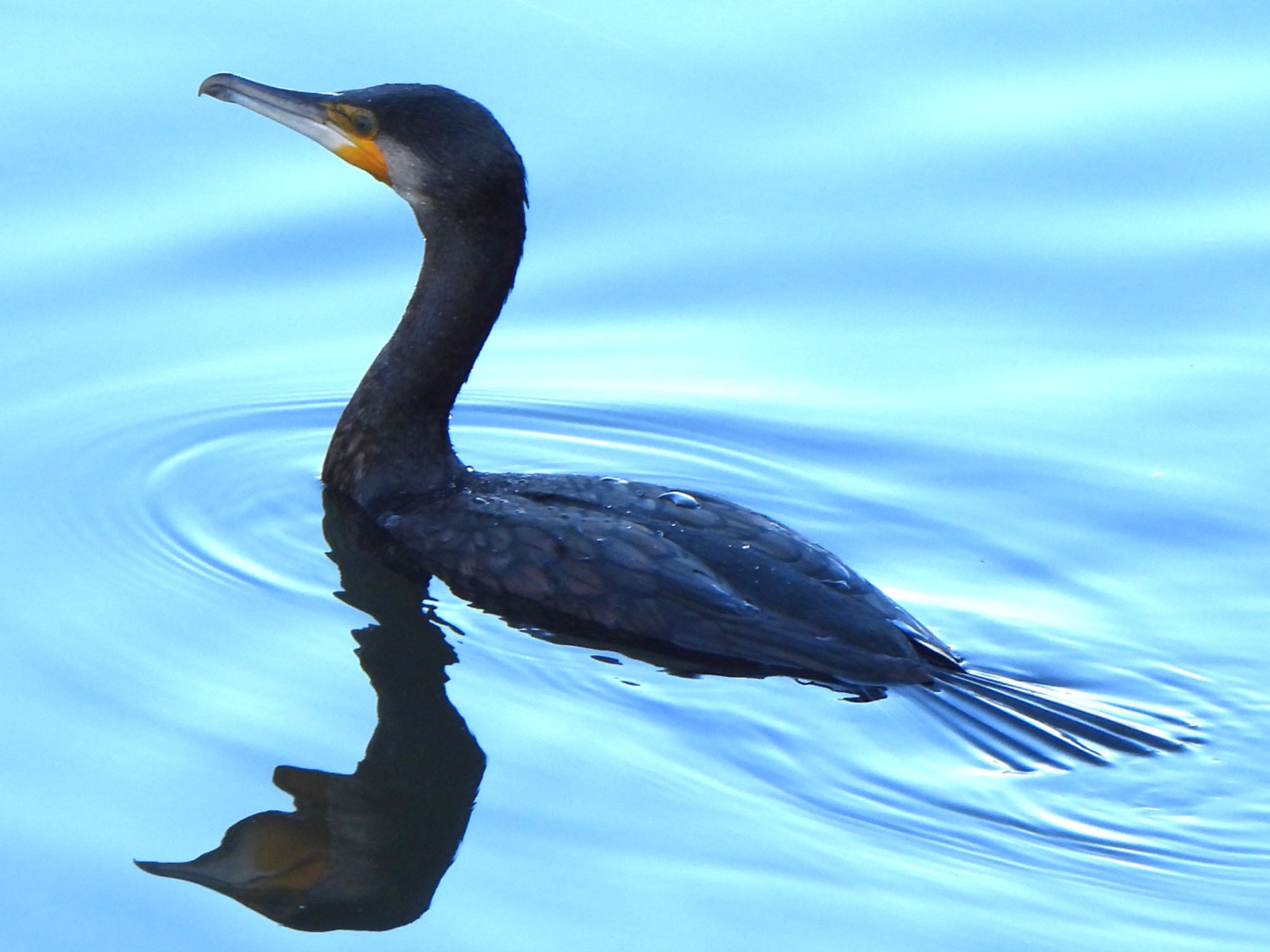 Great Cormorant