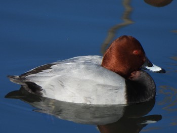 Sat, 1/27/2024 Birding report at 芝川第一調節池(芝川貯水池)