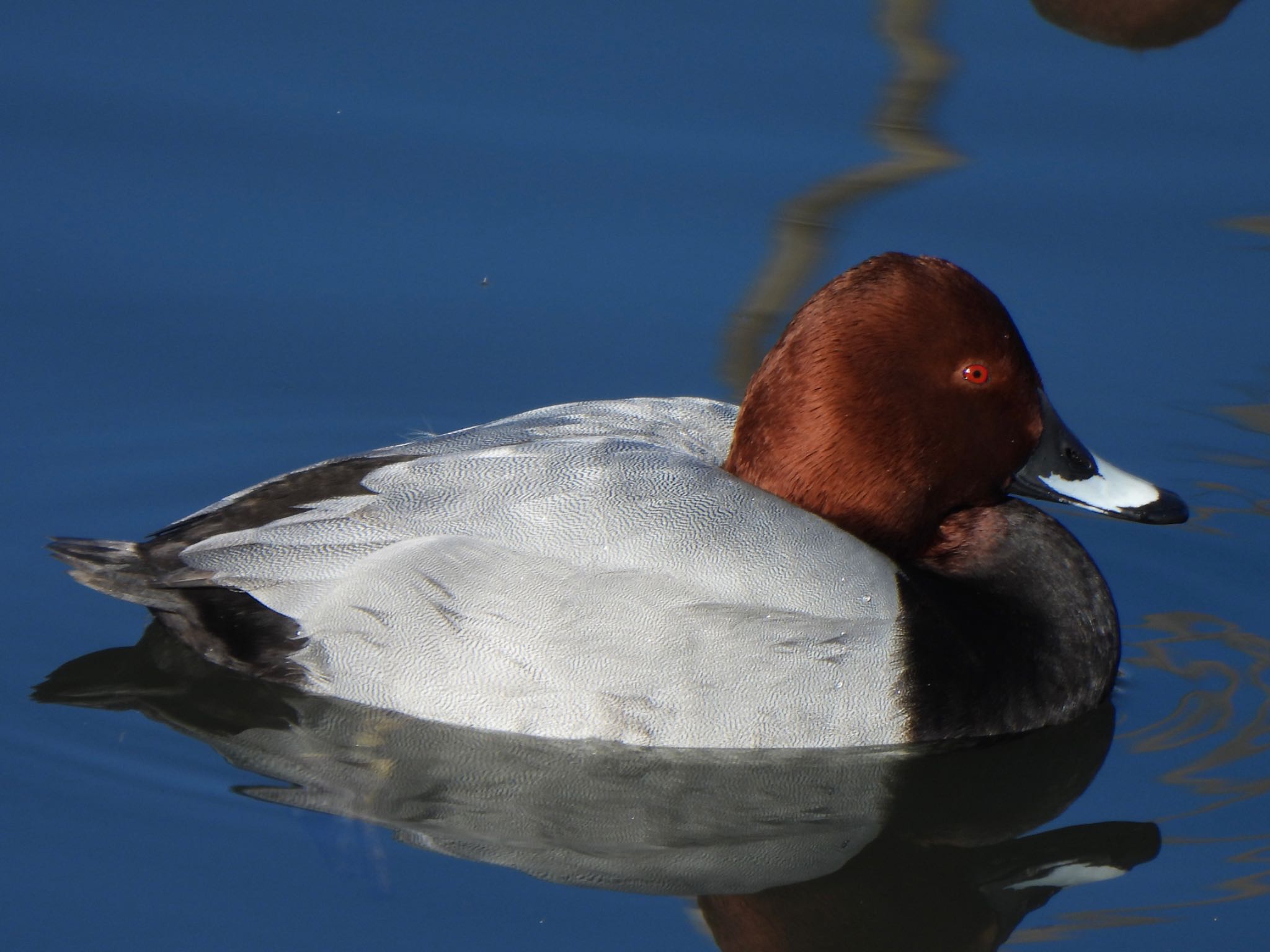 Common Pochard