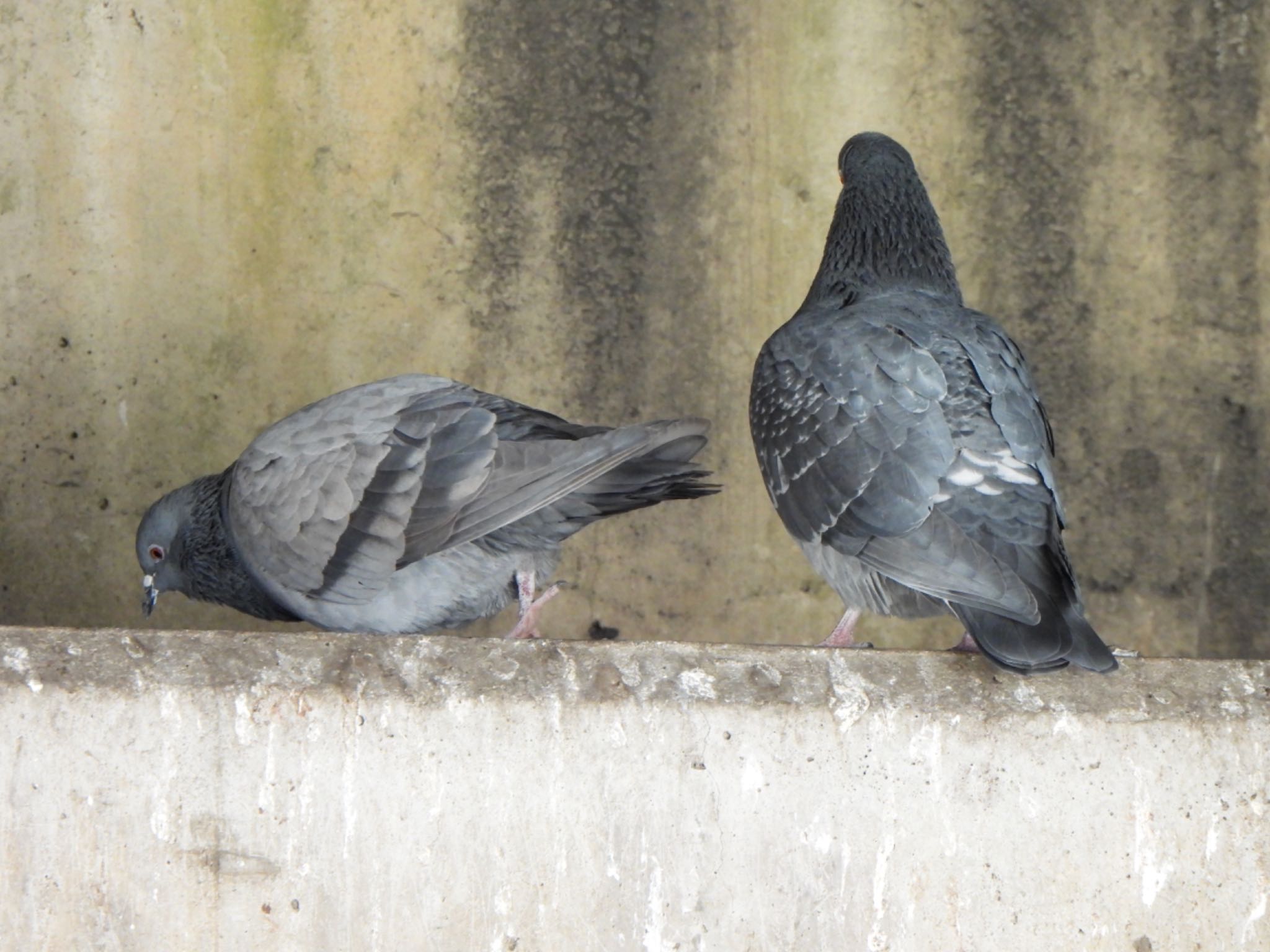 Rock Dove