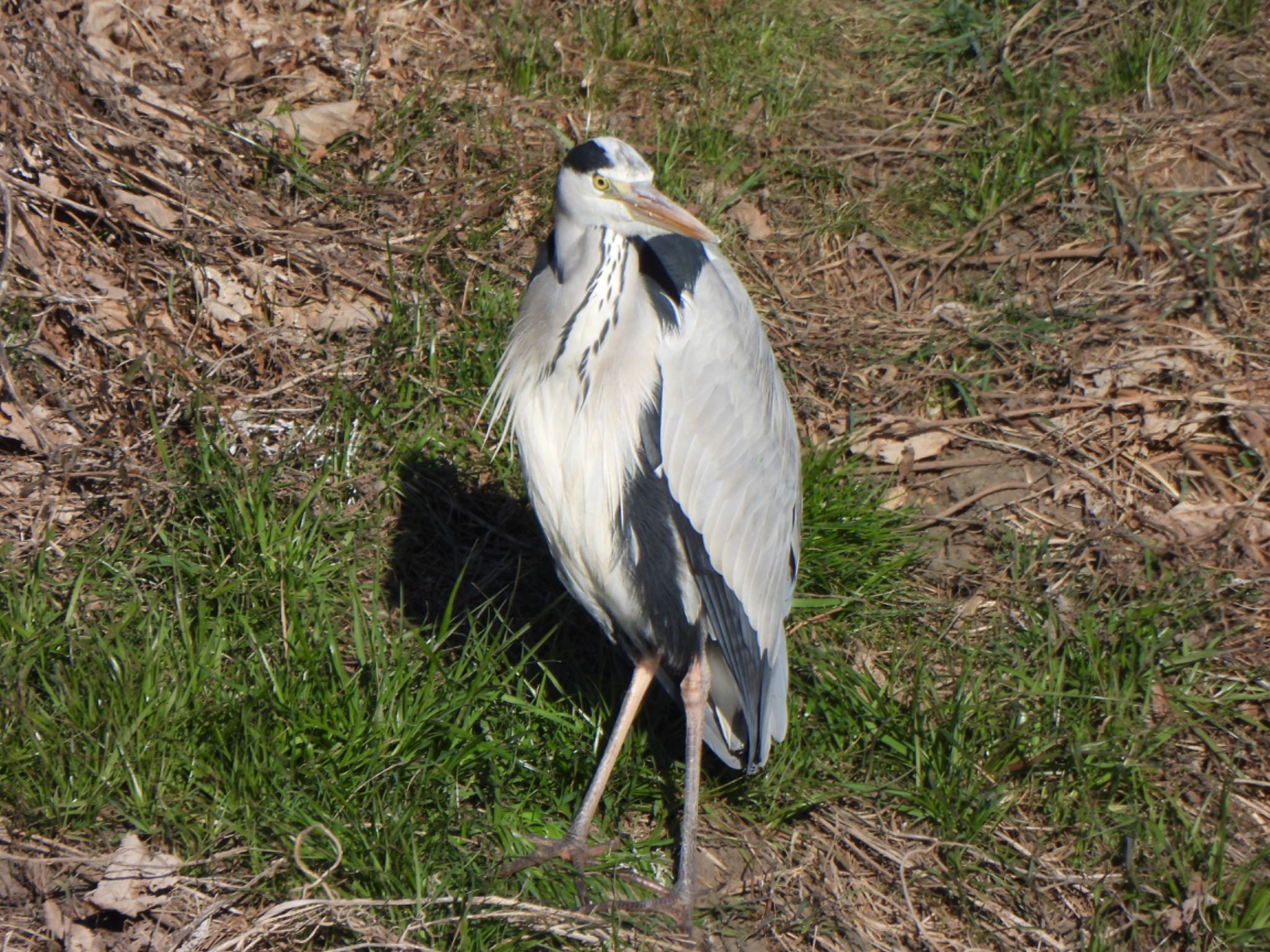 Photo of Grey Heron at 芝川第一調節池(芝川貯水池) by ツピ太郎